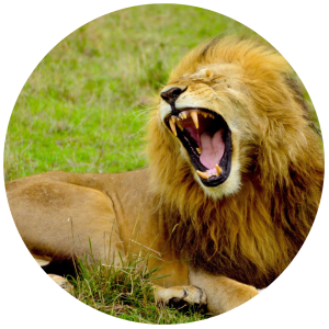 relaxed lion laying in the grass while yawning