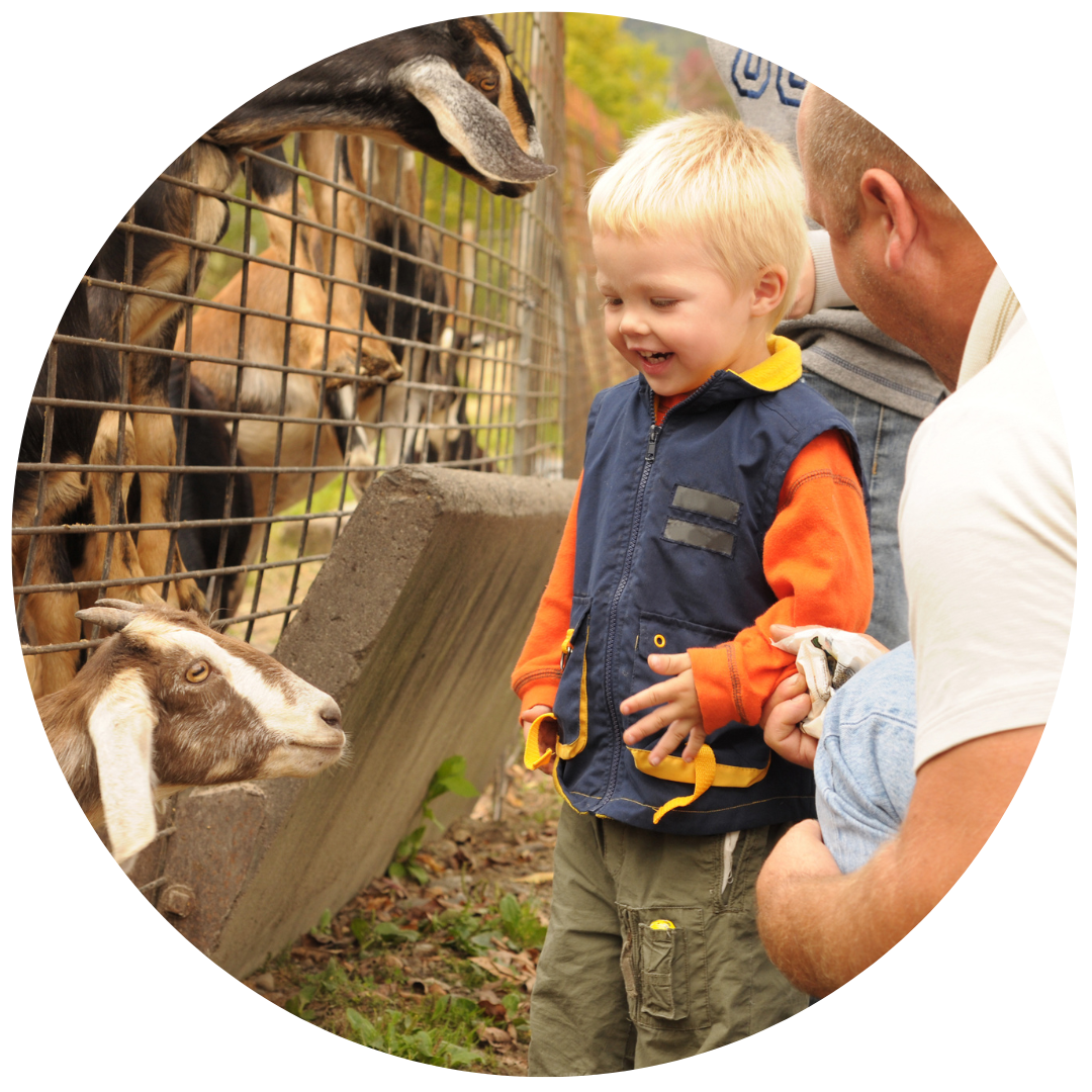 Happy young boy and dad petting goats at a petting zoo